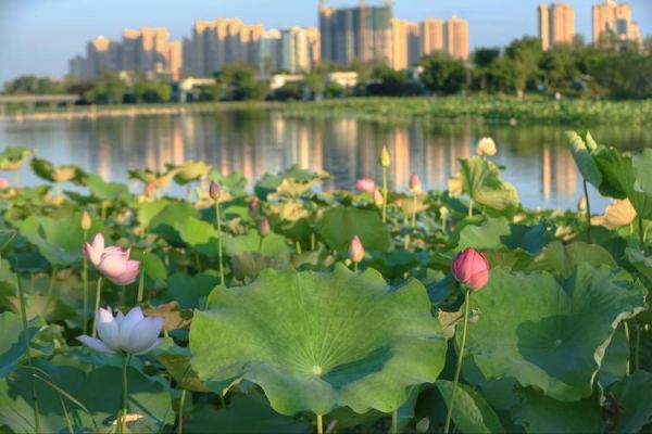 遂宁古城和荷花池：历史文化与自然景观的完美融合