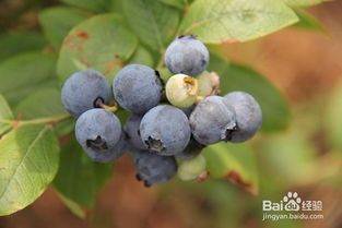 蓝莓的功效与作用,蓝莓有什么功效和作用