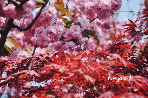 最佳旅游时间：春秋季节，樱花与枫叶盛放