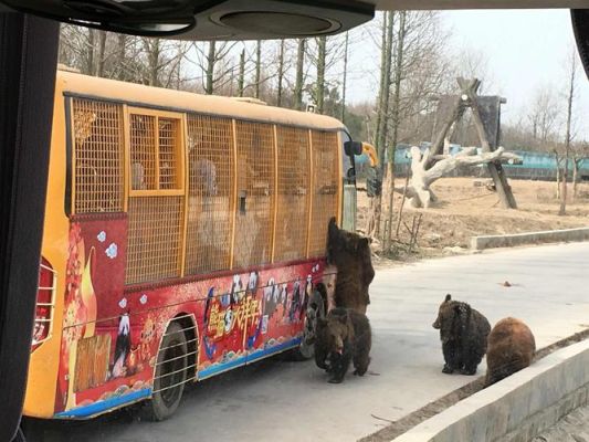 上海野生动物园旅游攻略：30元停车+大型动物表演精彩绝伦指南