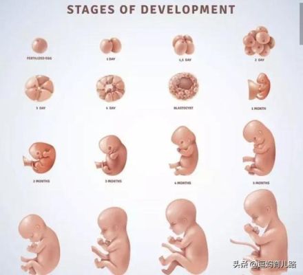 孕8个月胎儿彩超揭秘：脊柱排列规整重要性、器官发育成熟详细解读！