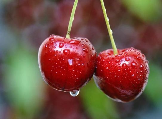 想了解樱桃的营养价值？来看看樱桃含铁、维生素C等超足的营养成分！