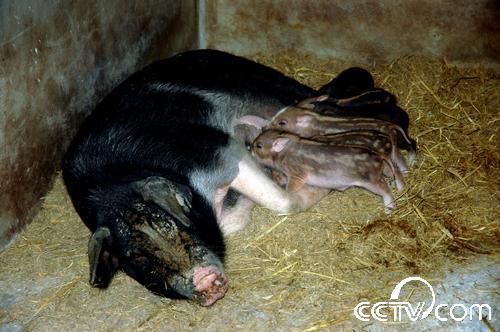 野猪肉营养价值大揭秘！野猪与家猪的营养差异是什么？