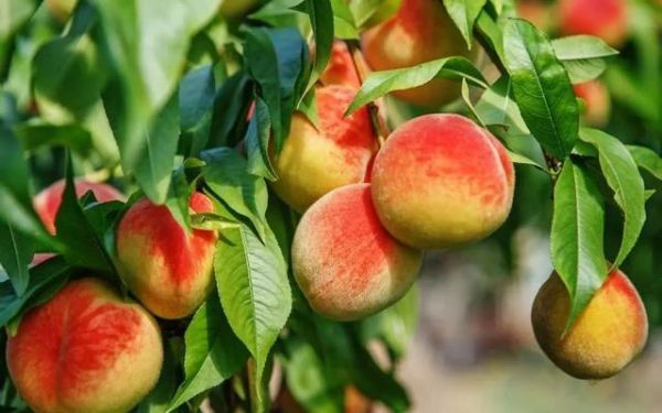 仙桃与寿桃：桃的营养价值大揭秘！