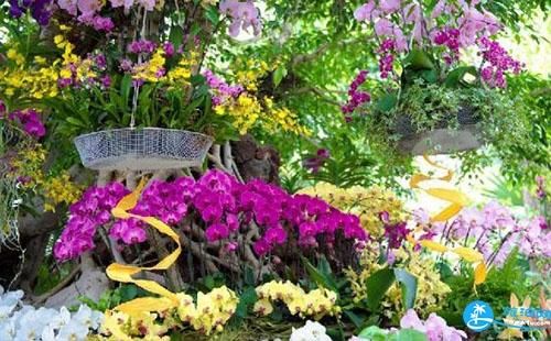 想要观赏上海辰山植物园的兰花展，需要了解哪些信息？门票的价格、时间和地点是什么？