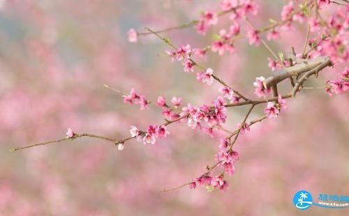 五一去平谷，体验桃花节的魅力-时间+门票