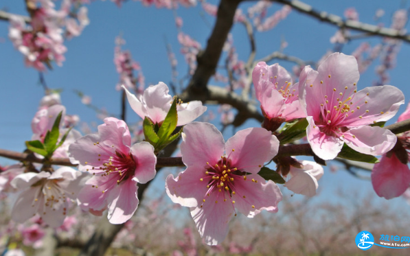 五一去平谷，体验桃花节的魅力-时间+门票