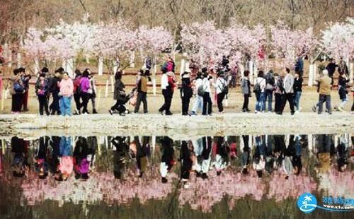 北京玉渊潭樱花节是春天的一大盛事，你想知道门票多少钱吗？还有没有什么优惠政策吗？