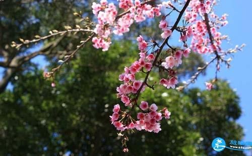 台北赏樱之旅-阳明山的花期、景点和交通